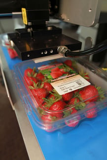 5300 Tamp Close Strawberries