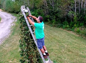 Wild Onion Hops