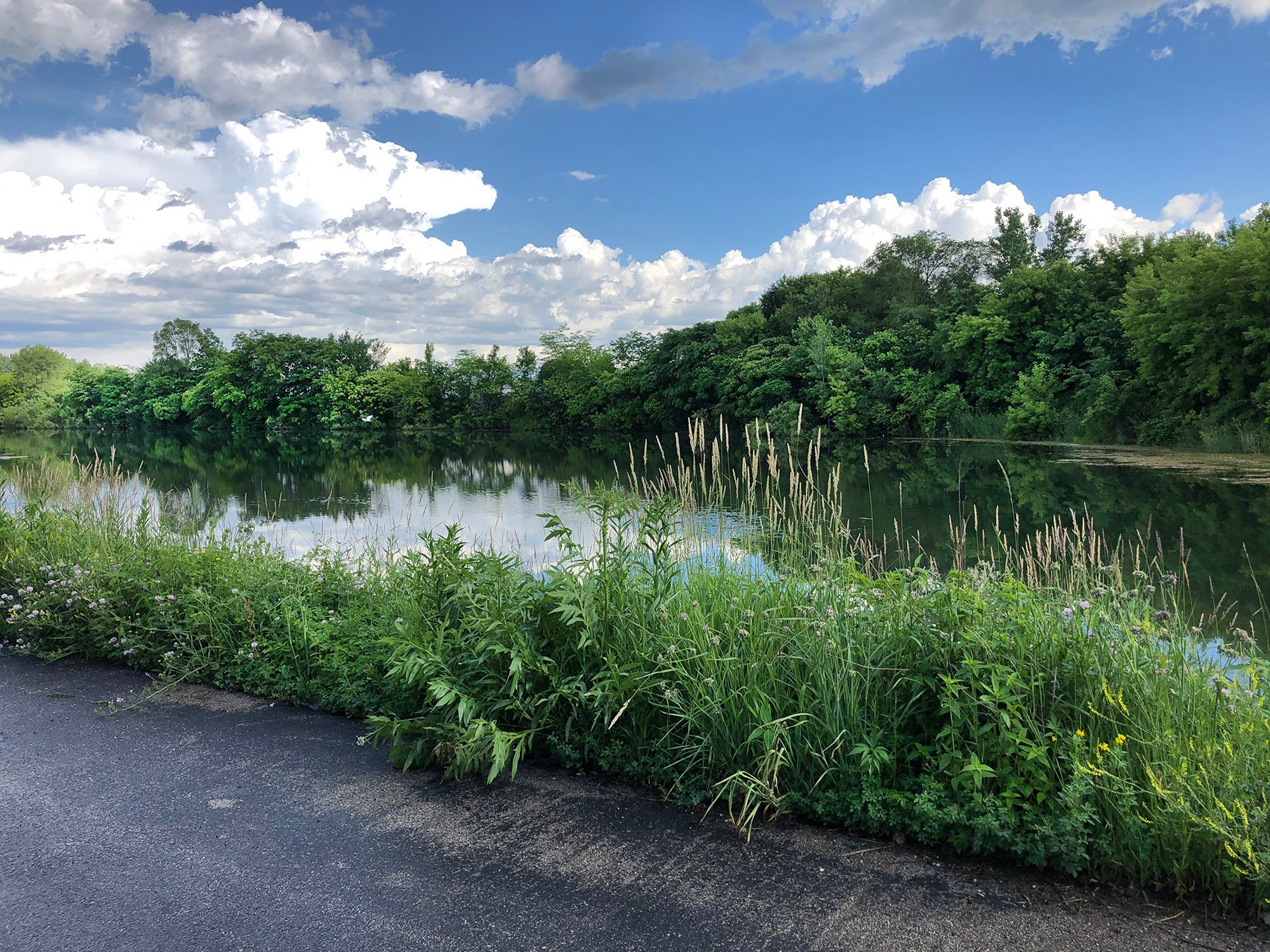 Wild Onion Brewery Lake